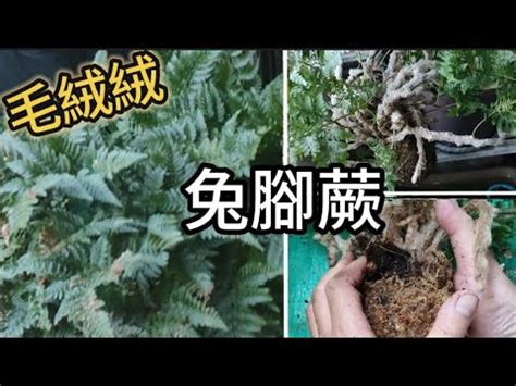 兔腳蕨風水|兔腳蕨風水擺放位置，旺事業財運、讓你心想事成！